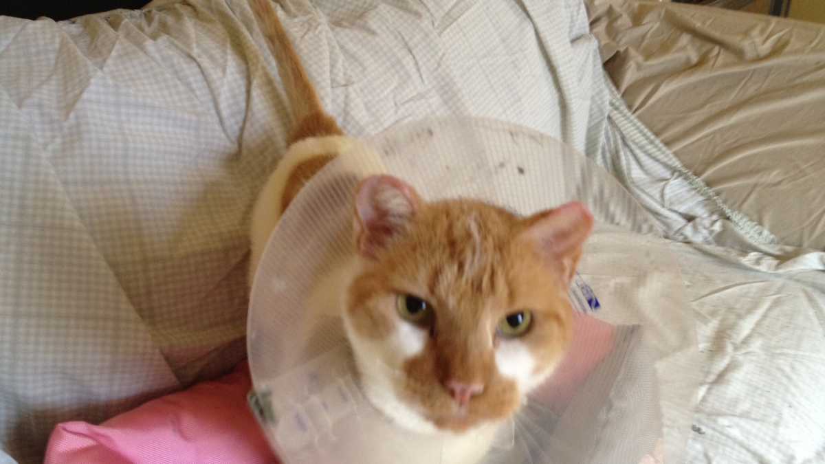 Cat badly burned in barn fire returns home