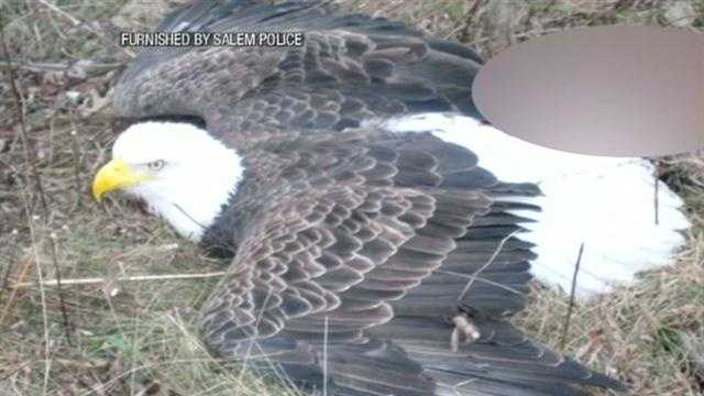 Bald eagle rescued from animal trap