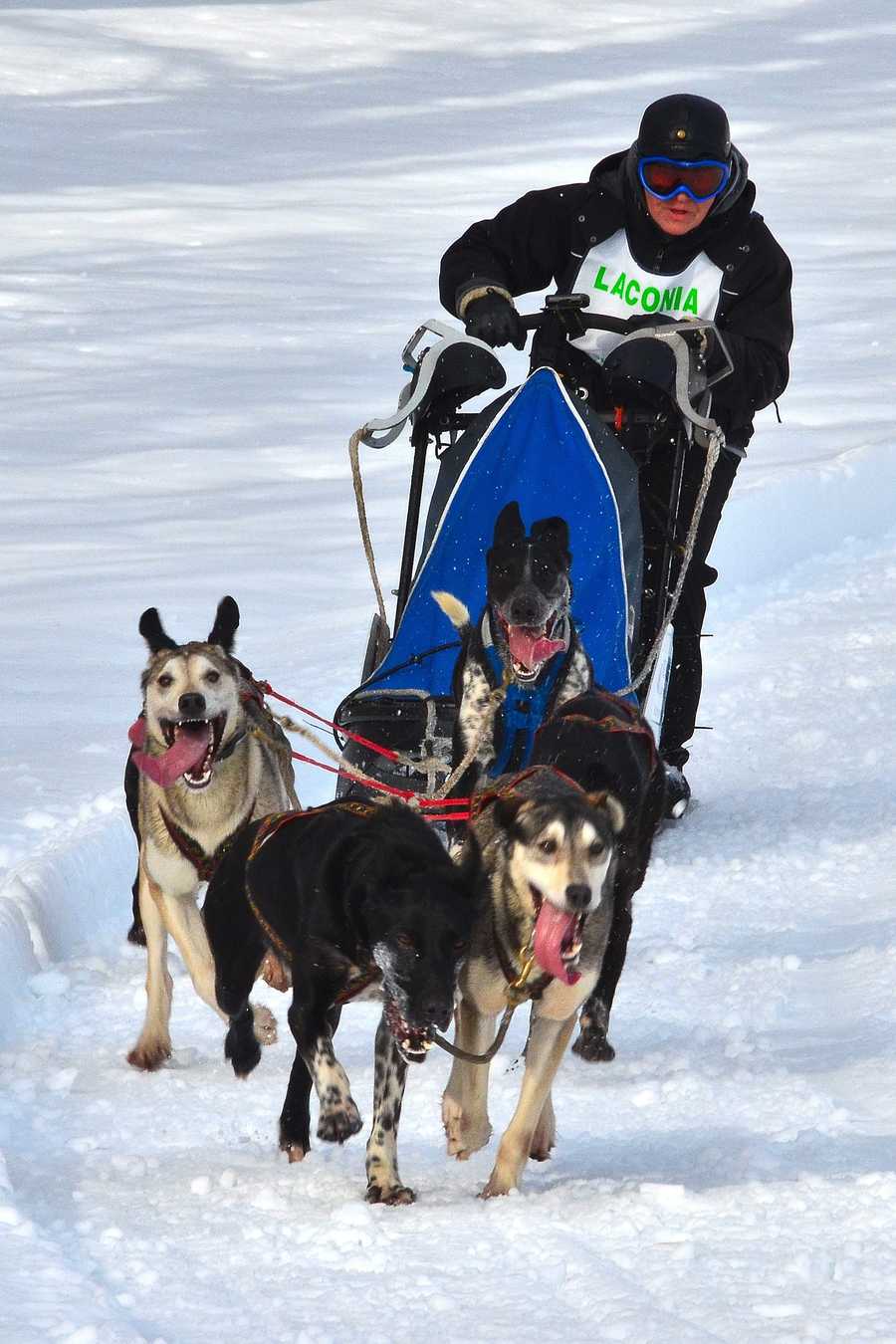Photos Laconia sled dog race