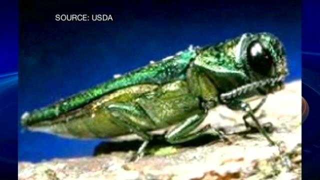 Northern New England states fight, track invasive bugs