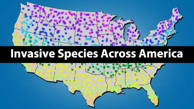 Invasive species are a significant threat in the United States.  Native species, native habitats, commercial agriculture even recreation are at risk. The following reviews some of the better known invaders.