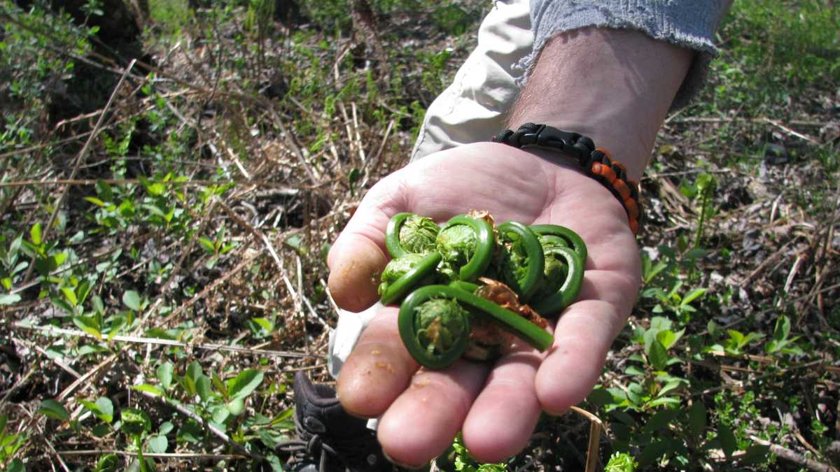 Fiddlehead ferns abundant in NH's river soil