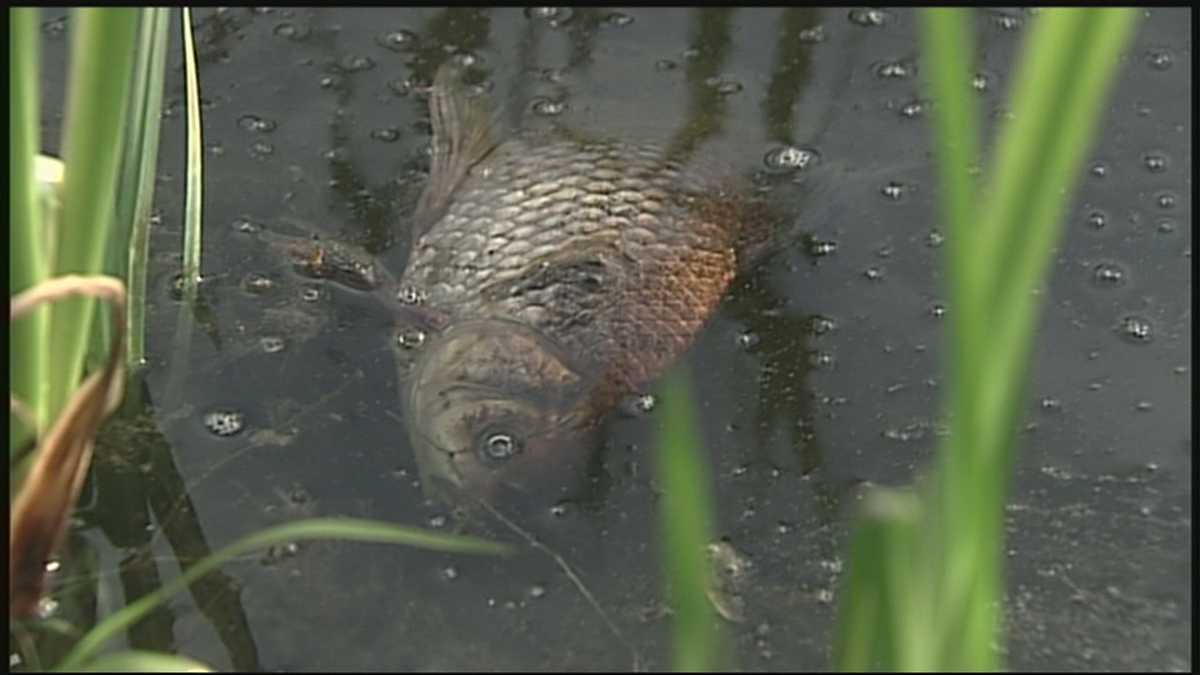 Parasite may be killing fish in Concord pond