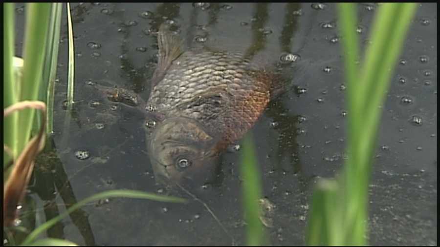 Dozens of dead fish are found floating at a popular park pond in Concord, leaving city officials baffled and concerned.