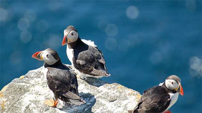 Puffin, Seabird, Atlantic, Atlantic Ocean