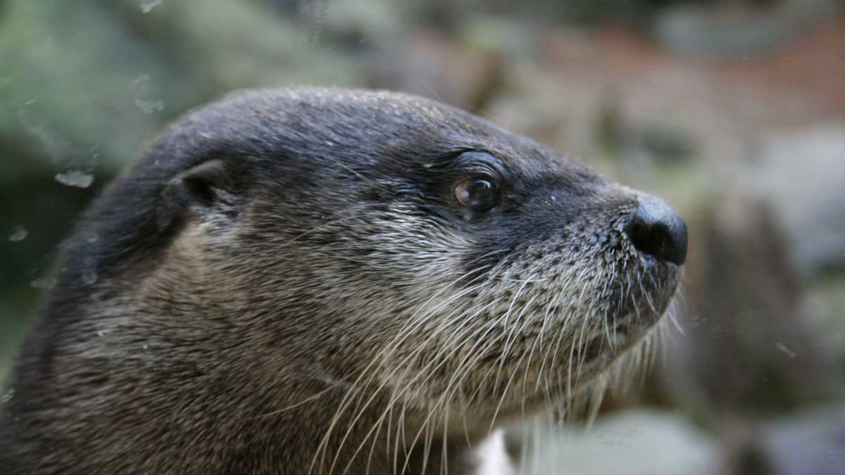 Photos Meet river otters from Squam Lakes Natural Science Center