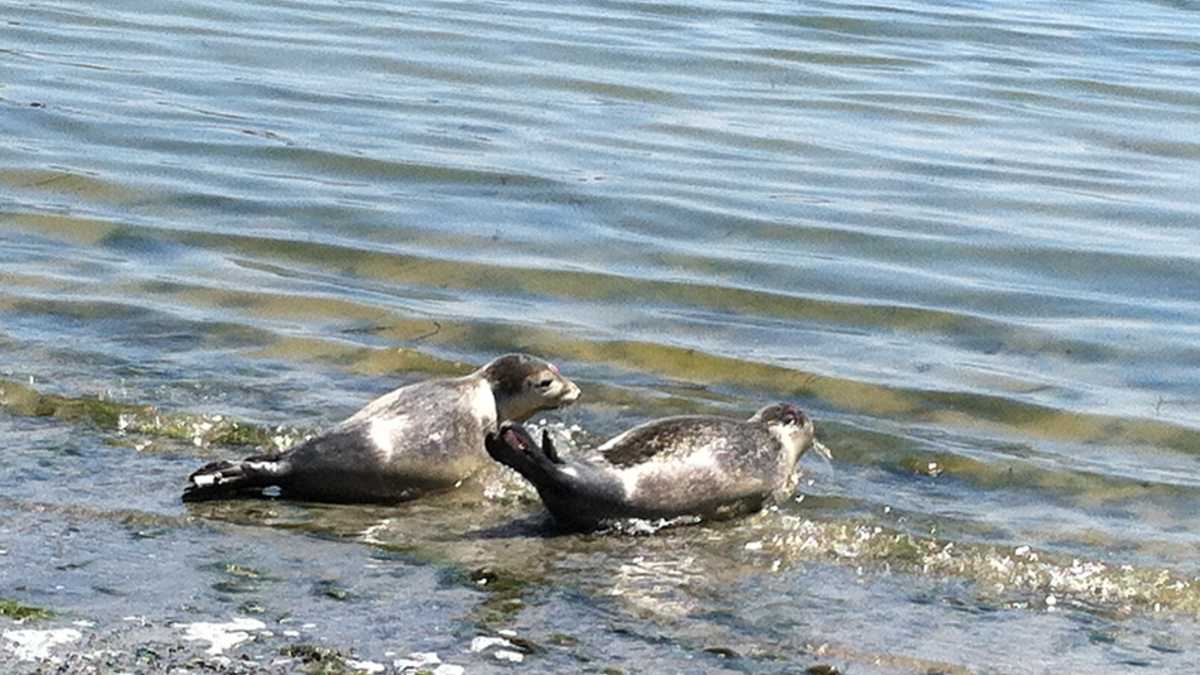 Photos 5 Seals released into ocean in Maine