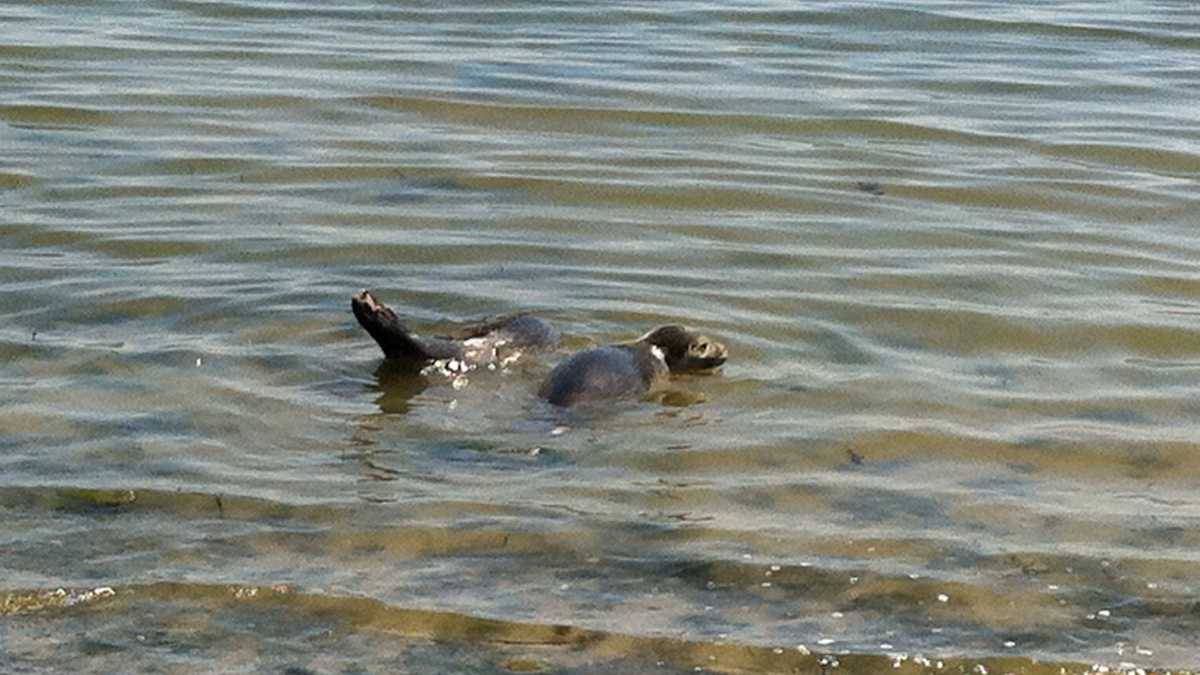 Photos 5 Seals released into ocean in Maine