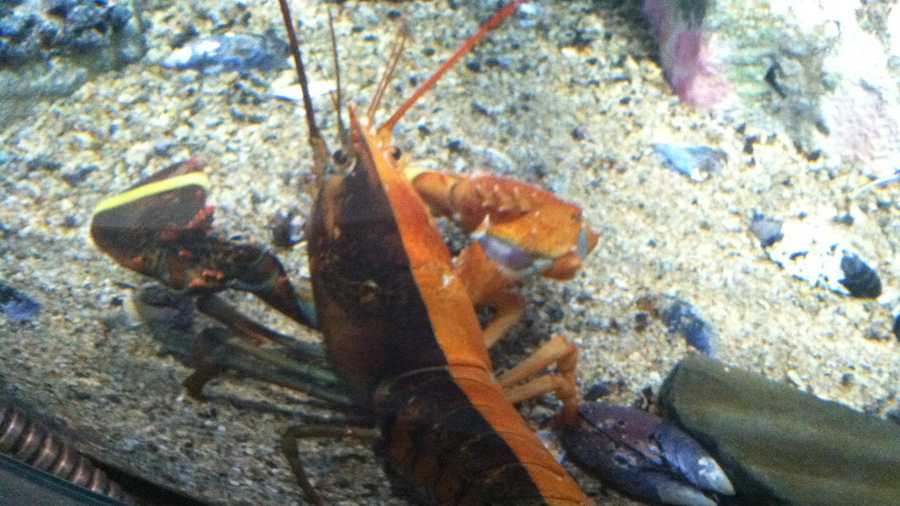 Earlier this month a rare split-colored lobster was caught off the Maine coast, but is it the most rare lobster out there?