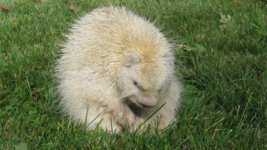 A mysterious ball of white fluff identified as a rare albino porcupine