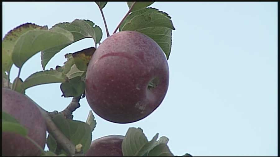 Nick Spinetto hit the orchards today to see how people were enjoying this "apple picking" weather.