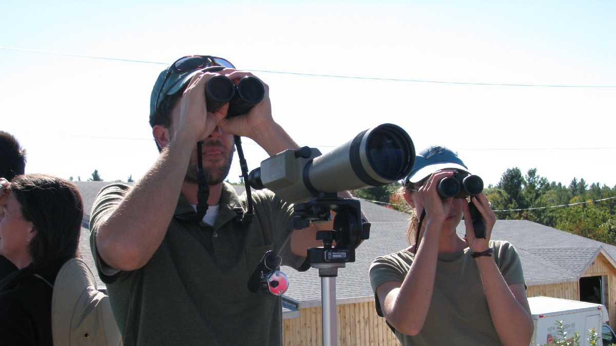 Raptor migration in full swing