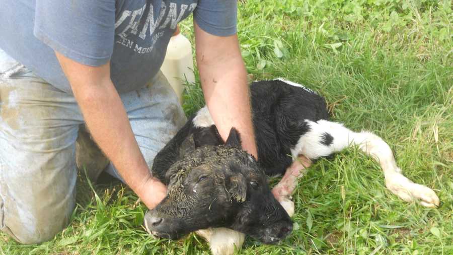 A two-headed calf was born on a Vermont farm. Photos courtesy of Marcia King.