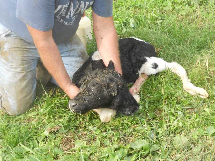 Two headed calf born