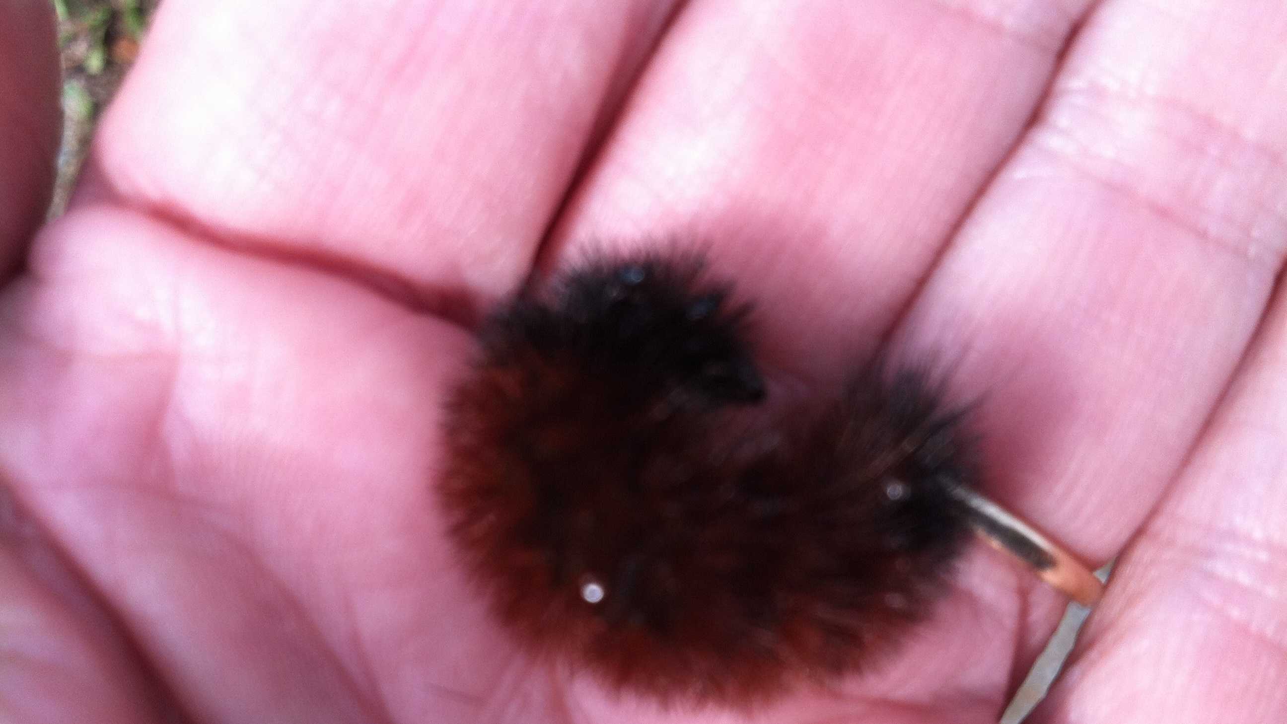 wooly bear caterpillar frozen
