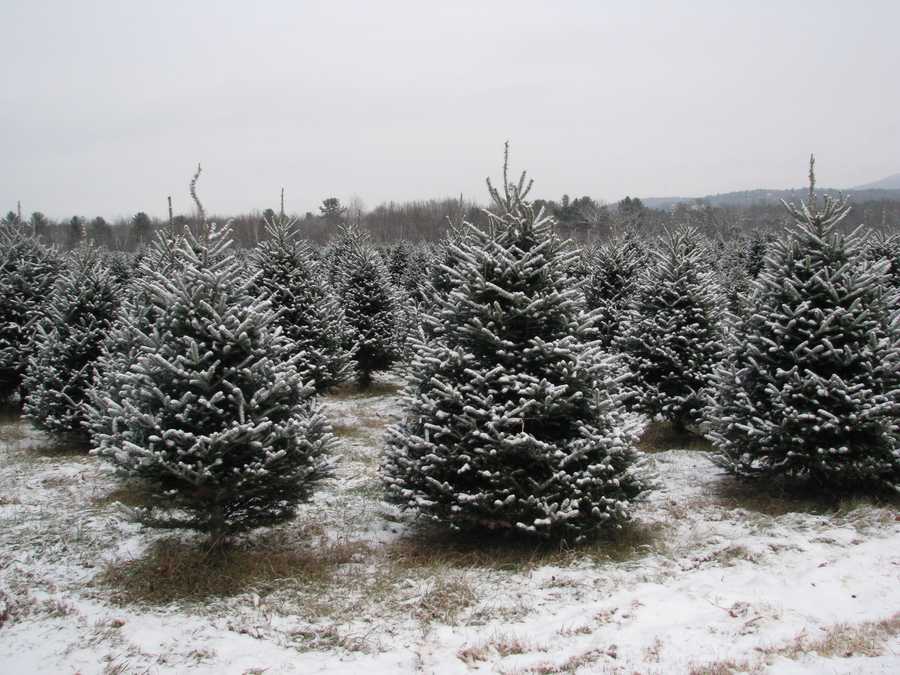 Photos: Two beautiful Christmas tree farms in NH