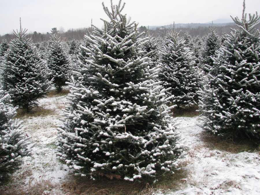 Photos Two beautiful Christmas tree farms in NH