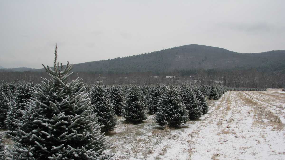 Photos Two beautiful Christmas tree farms in NH