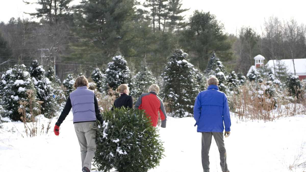 Photos Two beautiful Christmas tree farms in NH