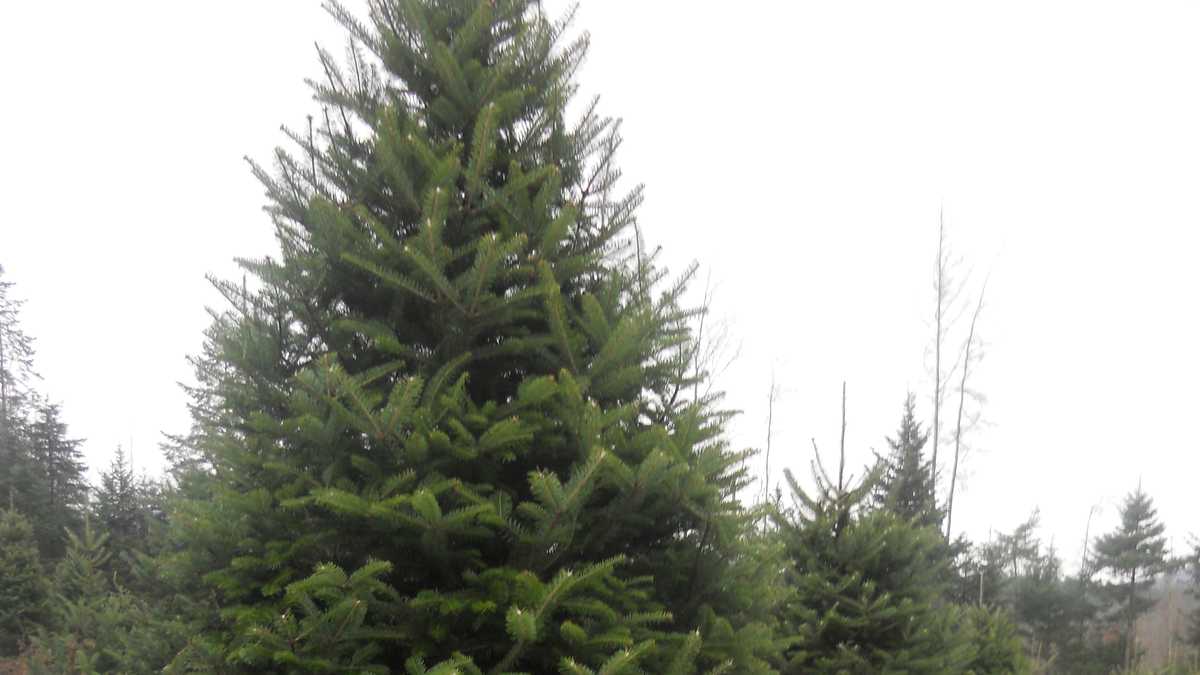 Viewer's Choice Best Christmas tree farms in New Hampshire