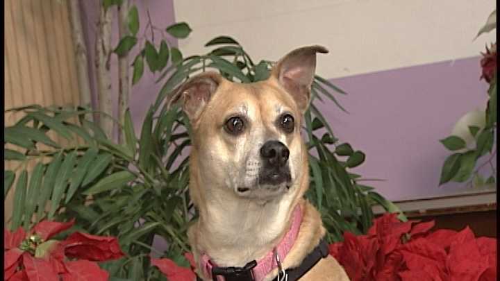 To adopt Katchy contact the Animal Rescue Network of New England:603-233-4801 ; www.ARNNE.org