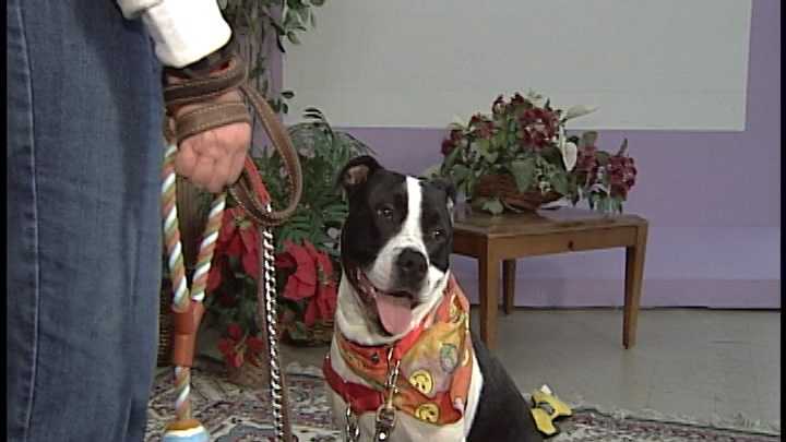 To adopt Ohana, contact the Animal Rescue League of NH:www.rescueleague.org ; Phone: 603-472-DOGS (3647)