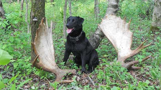 world champion shed hunting dog competes to defend title