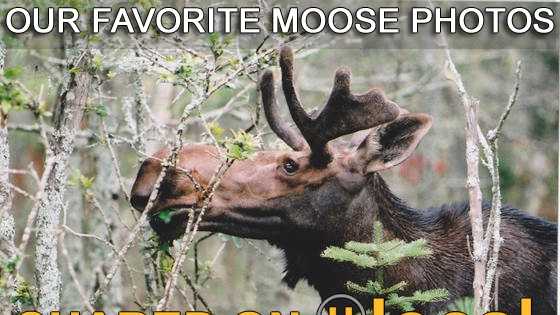 Take a look at 25 of our favorite moose photos snapped in New Hampshire and shared on u local.