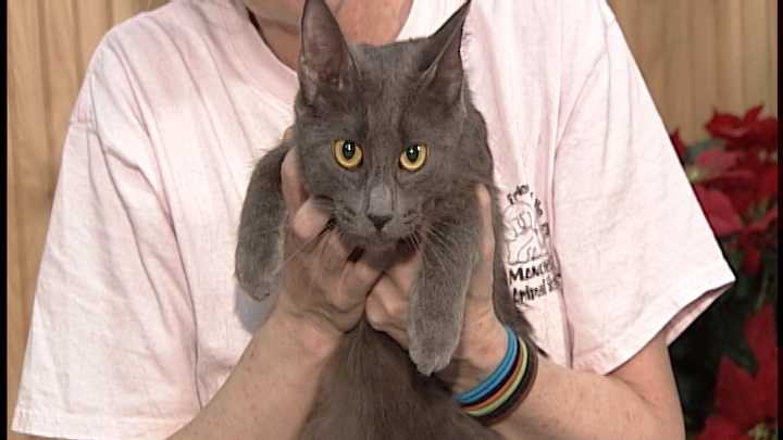 To adopt Olga, contact the Manchester Animal Shelter:Tel: 603-628-3544www.ManchesterAnimalShelter.org