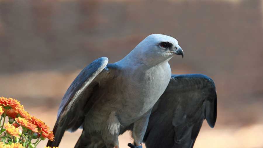 Rare Bird Alert Mississippi Kites Sandhill Cranes Spotted In Nh