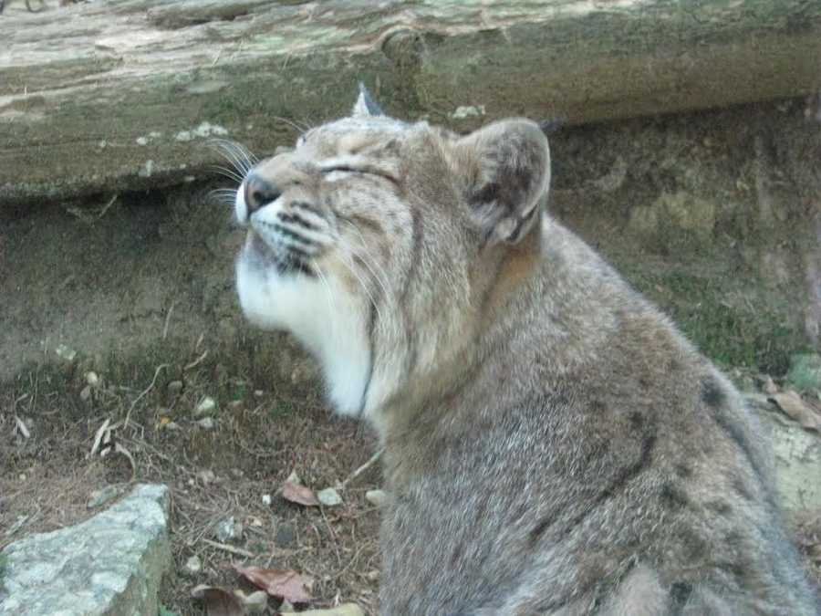 Photos: NH bobcat study