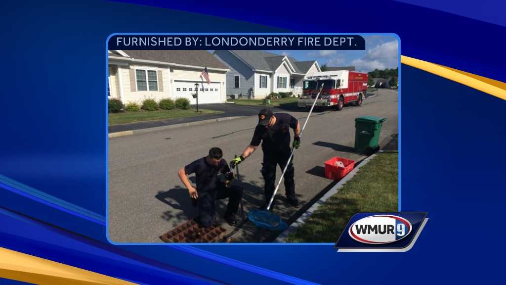 Firefighters rescue ducklings from storm drain