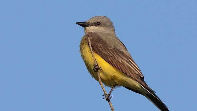 Rare bird alert: Western Kingbird spotted at Pease