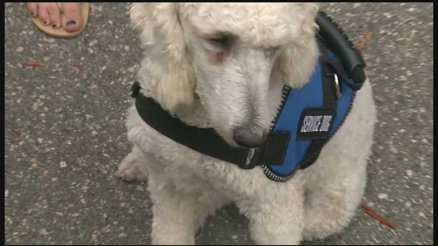 A retailer is apologizing to a survivor of the Boston Marathon bombings after she was told her service  dog would need to be put into a carriage while she shopped or would need to leave the store.