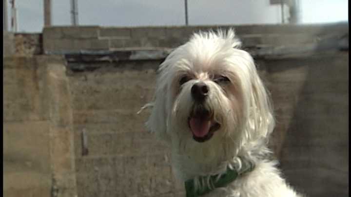 To adopt Izzy, contact Pets In Need:978-710-WOOF (9663) ; www.Animal-Adoptions.org