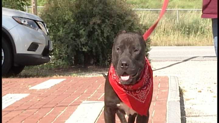 To adopt Keechi, contact the Manchester Animal Shelter:603-628-3544; www.ManchesterAnimalShelter.org