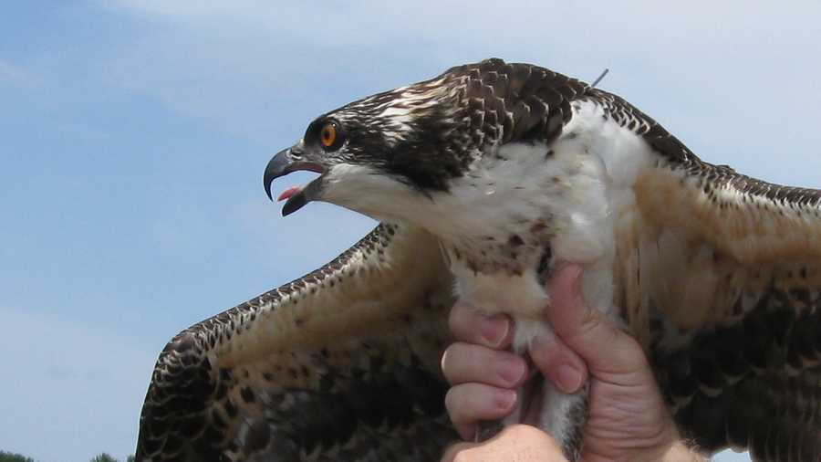 why do ospreys migrate