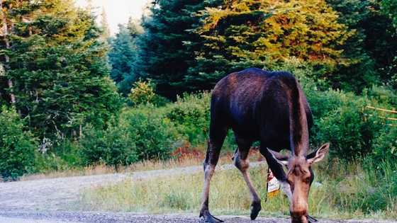 Spot a moose along Moose Alley in Pittsburg.