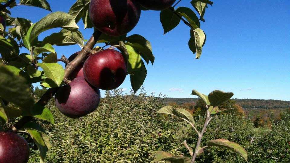 Viewer's Choice Best apple orchards in New Hampshire