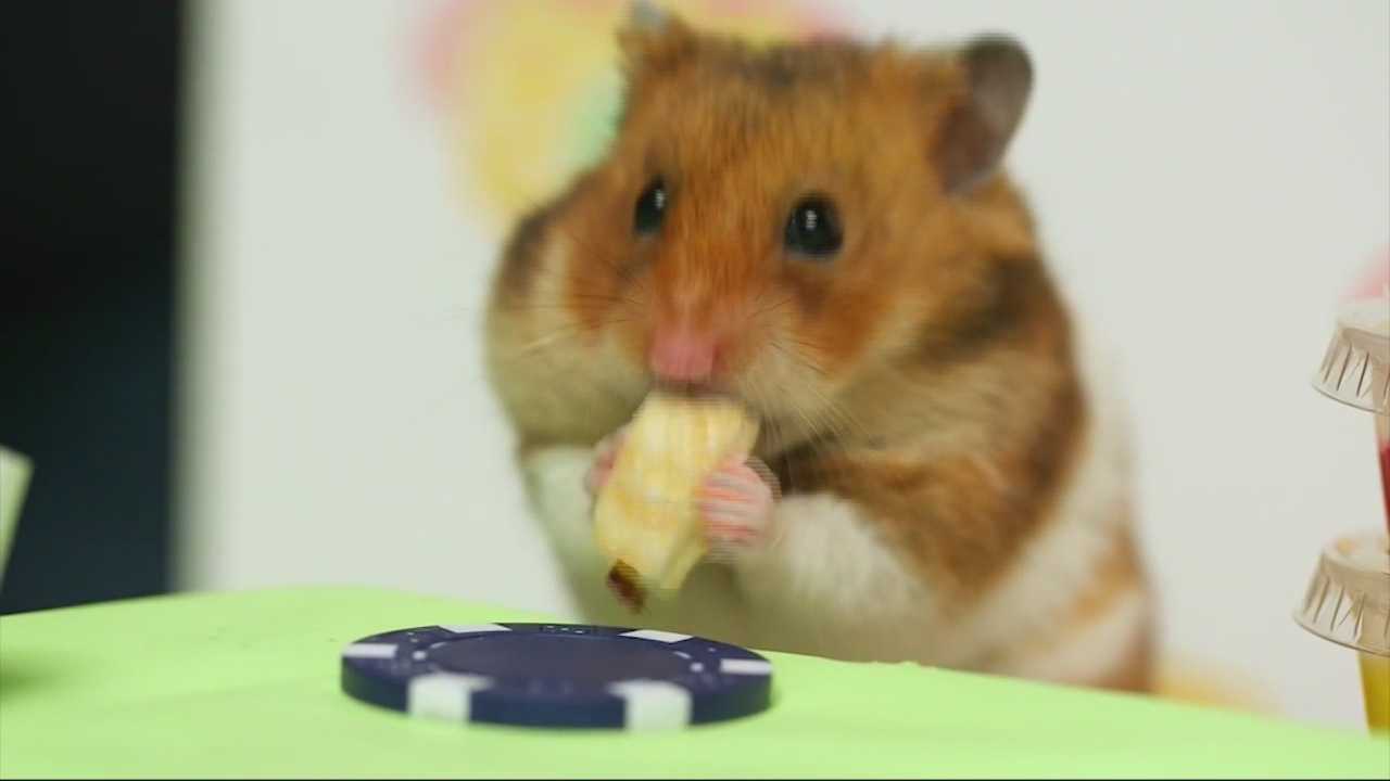 Tiny hamsters eating tiny Valentine s Day dinner will make your