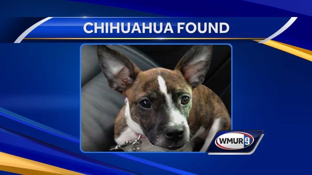 missing-dog-reunited-with-owner