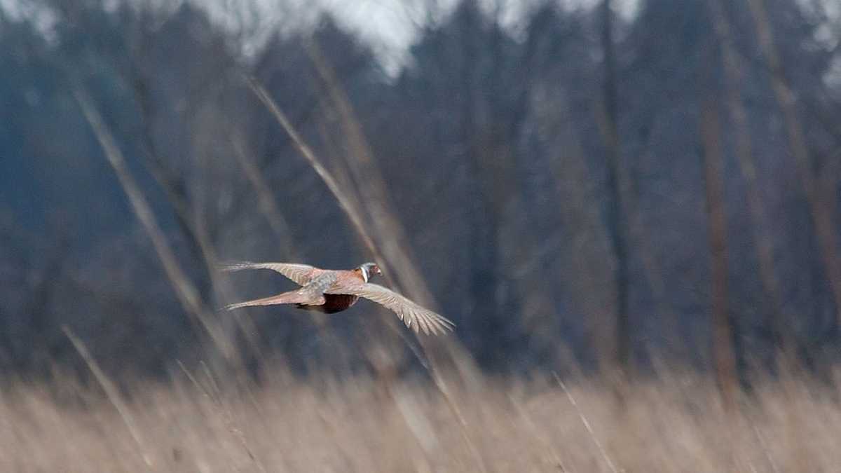 NH pheasant hunting season begins Wednesday