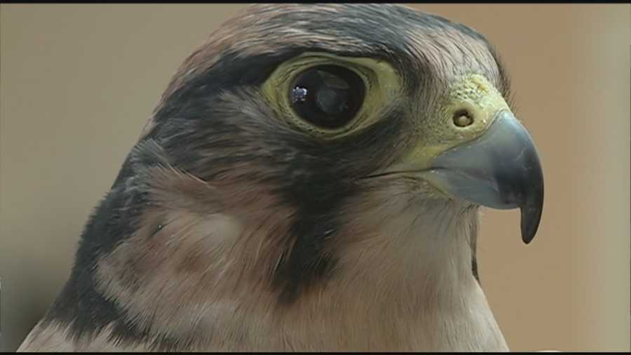 A blind falcon in New Hampshire has undergone landmark eye surgery.