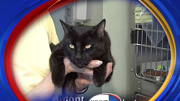To adopt Espresso contact the Manchester Animal Shelter:603-628-3544; www.ManchesterAnimalShelter.org