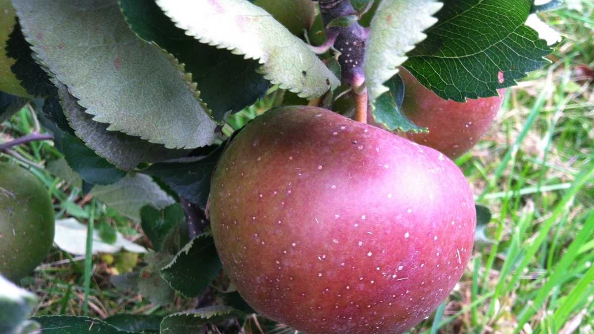 List Of Uncommon Apples Grown At Poverty Lane Orchard