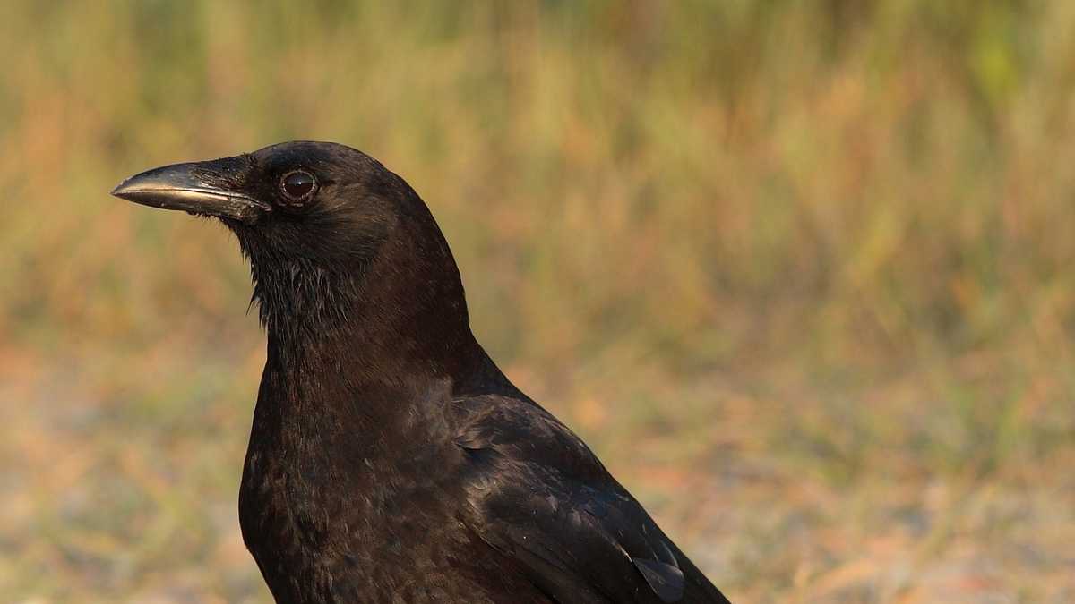 Rare bird alert: 900 American crows spotted near Hanover