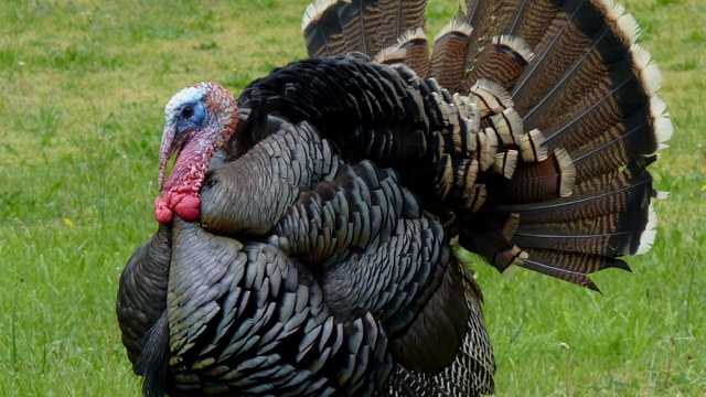 In honor of Thanksgiving this week, we've gathered nine facts about wild turkeys in New Hampshire that you may not know.