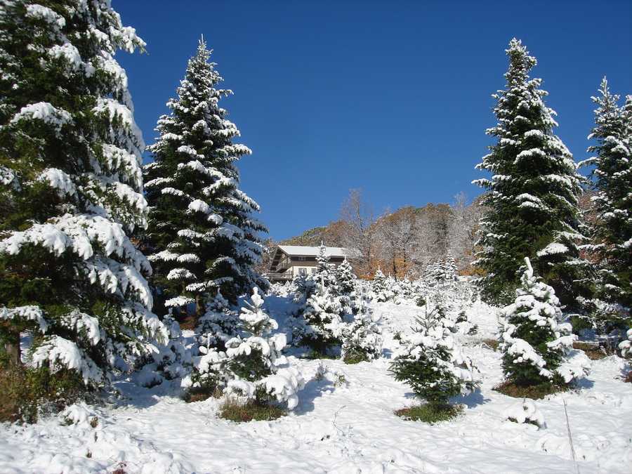 Viewers' Choice Best Christmas tree farms in NH