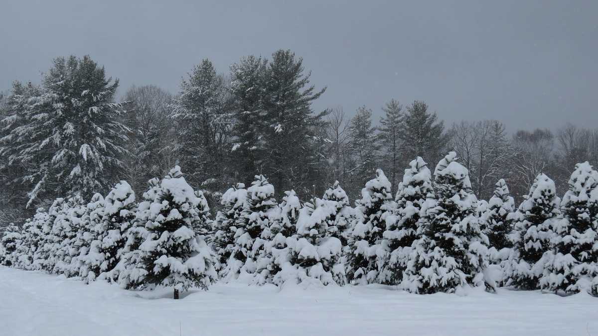 Viewers' Choice: Best Christmas tree farms in NH