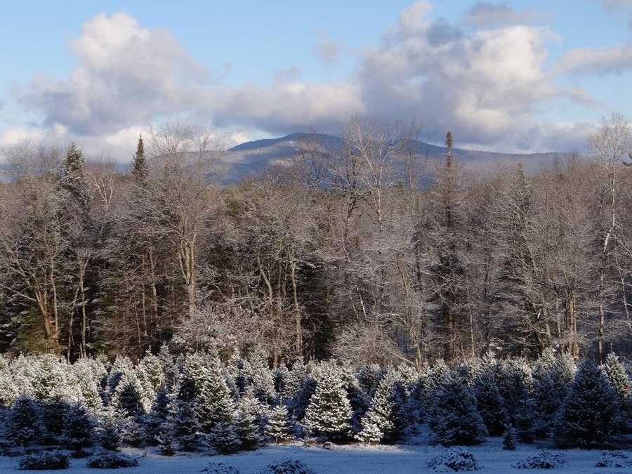 Viewers' Choice Best Christmas tree farms in NH